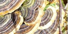 Coriolus Versicolor – Bell Lifestyle Products USA