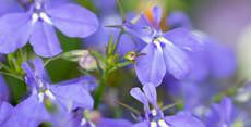 Lobelia