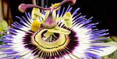 Passionflower